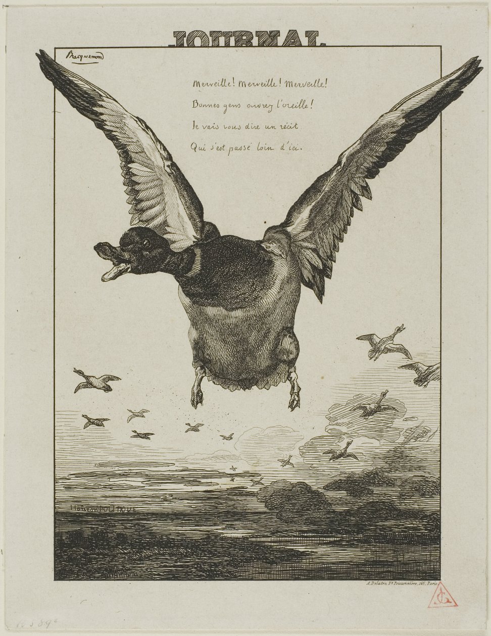 Le canard - Félix Henri Bracquemond
