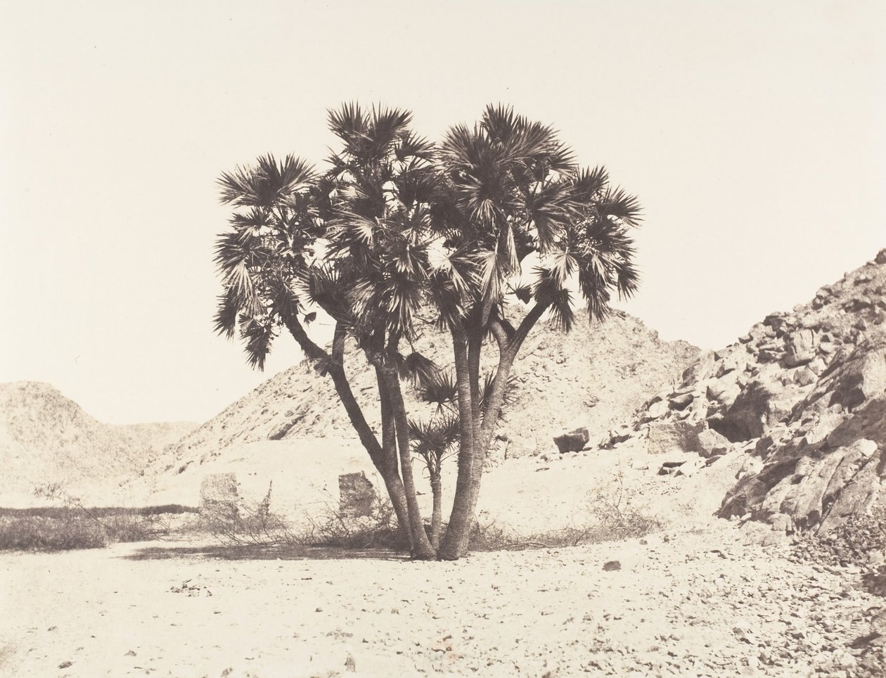Environs de Fileh, Palmier Doum sur la Rive Orientale du Nil, 1851-52, imprimé 1853-54 - Félix Teynard