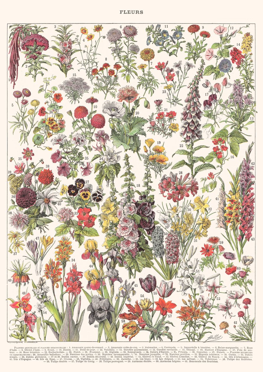 Fleur I - ÉDITION ASTER, 2023 - Florent Bodart