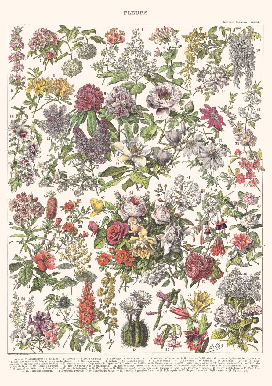 Fleurs II - ÉDITION ASTER, 2023 - Florent Bodart
