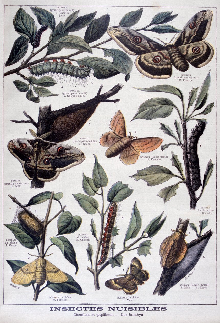 Insectes nuisibles : chenilles, papillons et mites, 1897 - Fortuné Méaulle