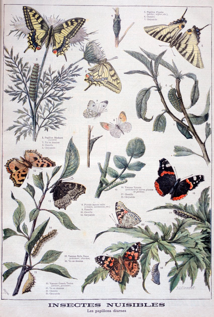 Insectes nuisibles : papillons diurnes, 1897 - Fortuné Méaulle
