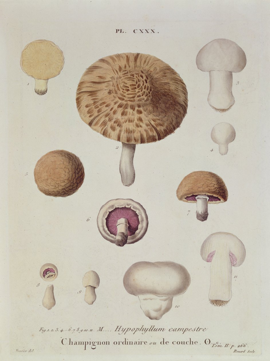 Hypophyllum campestre ou le champignon des champs, planche 130 de 