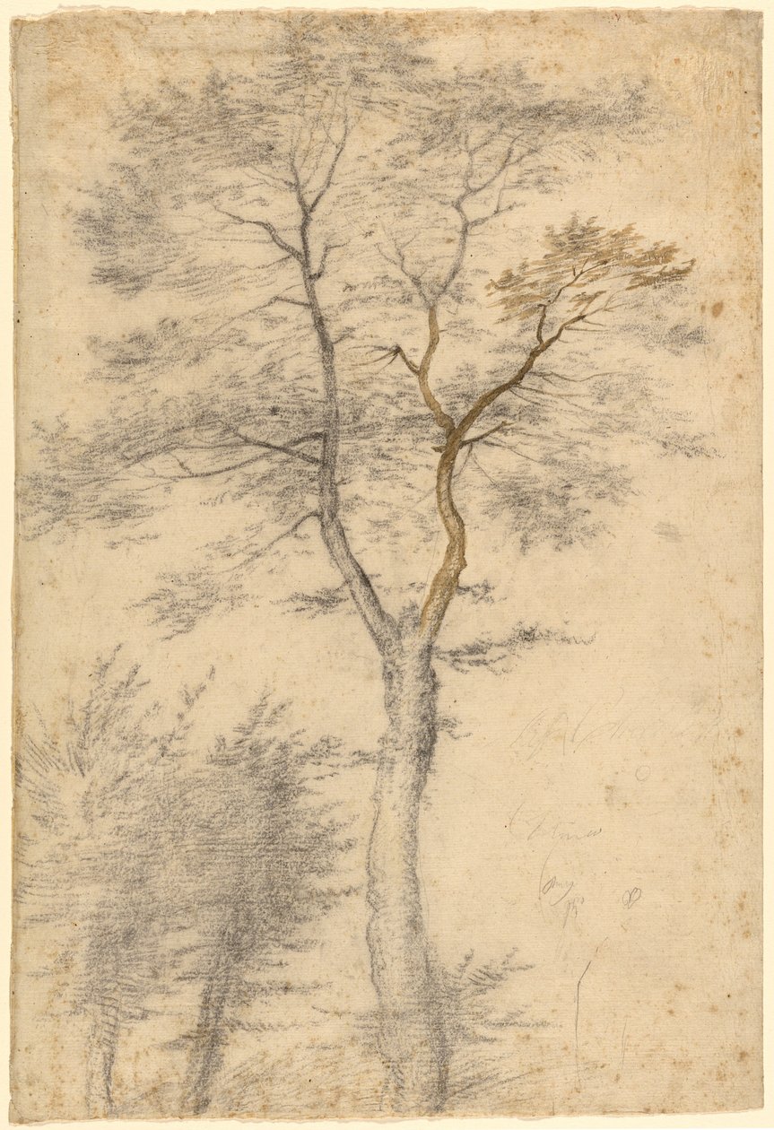 Trois études sur les arbres - Fra Bartolommeo (Baccio della Porta)