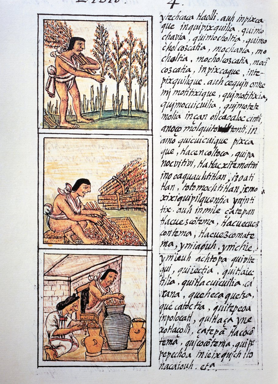 Scènes de la vie paysanne, récolte de blé, texte en nahuatl, fac-similé du Codex Florentin - Fra Bernadino da Sahagun
