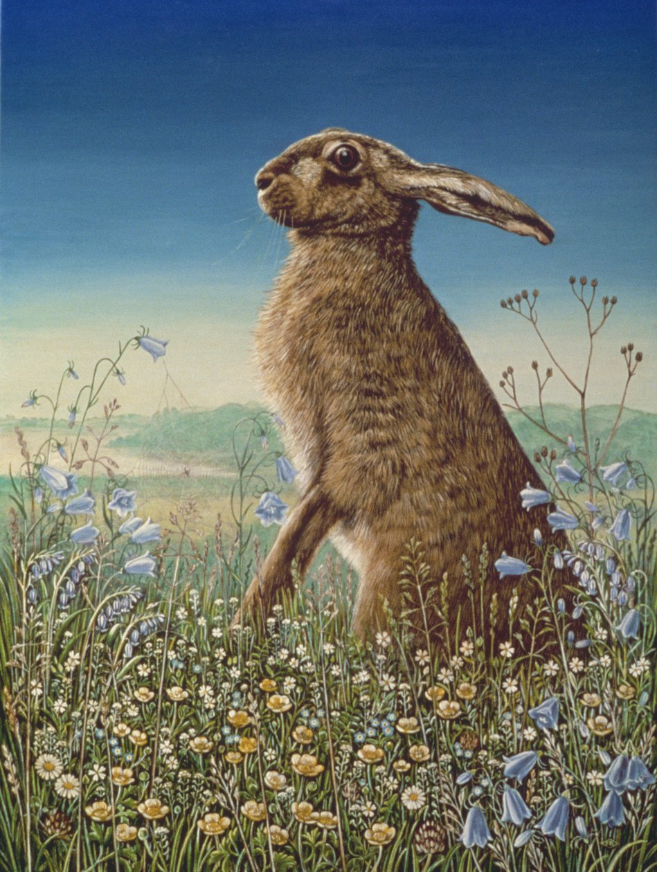 Lièvre - Frances Broomfield