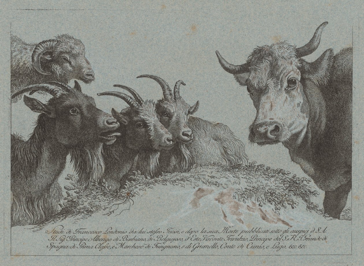 Étude de têtes : Trois chèvres, un bœuf et un bélier - Francesco Londonio