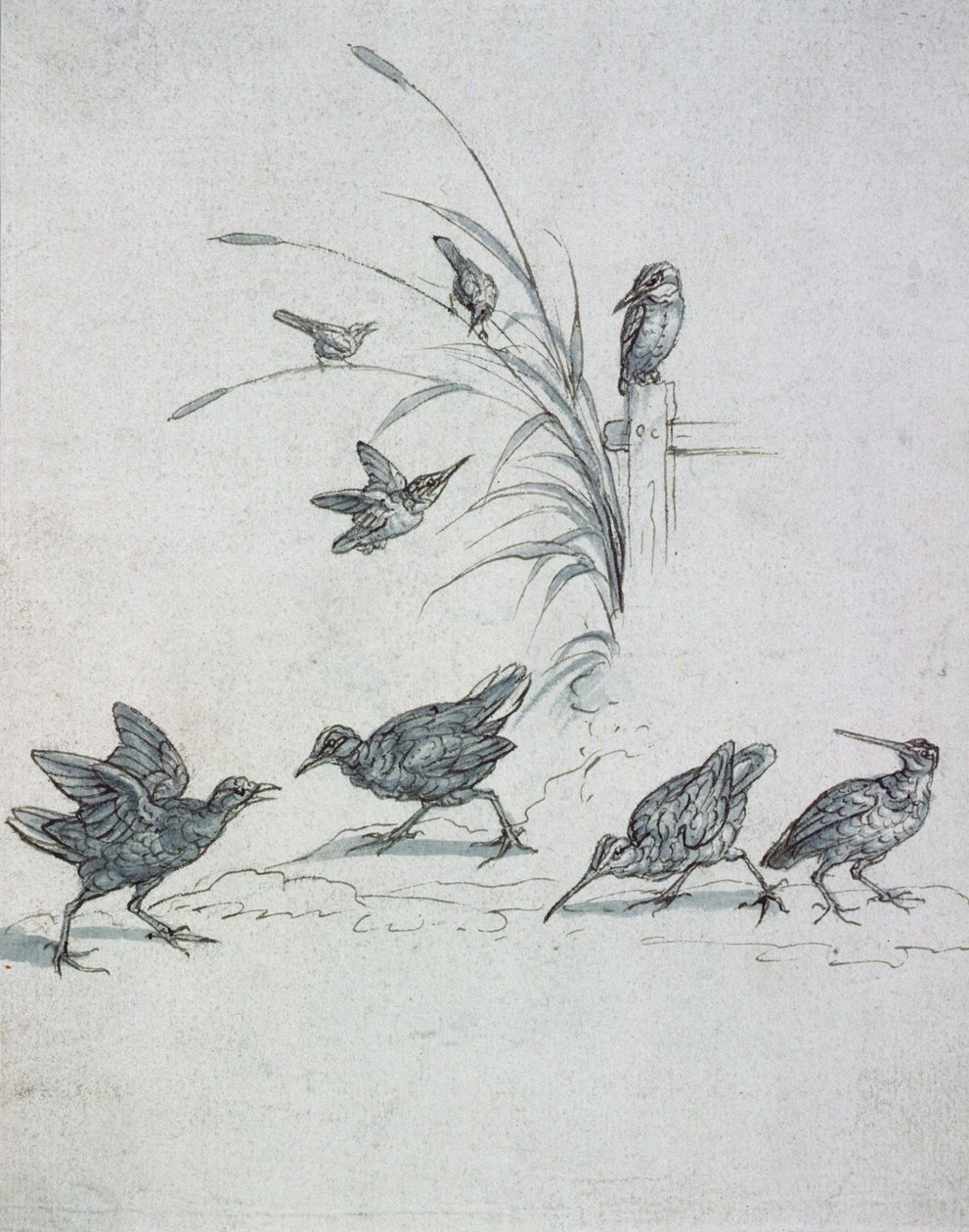 Martin-pêcheurs, courlis et autres oiseaux, XVIIe siècle (dessin) - Francis Barlow