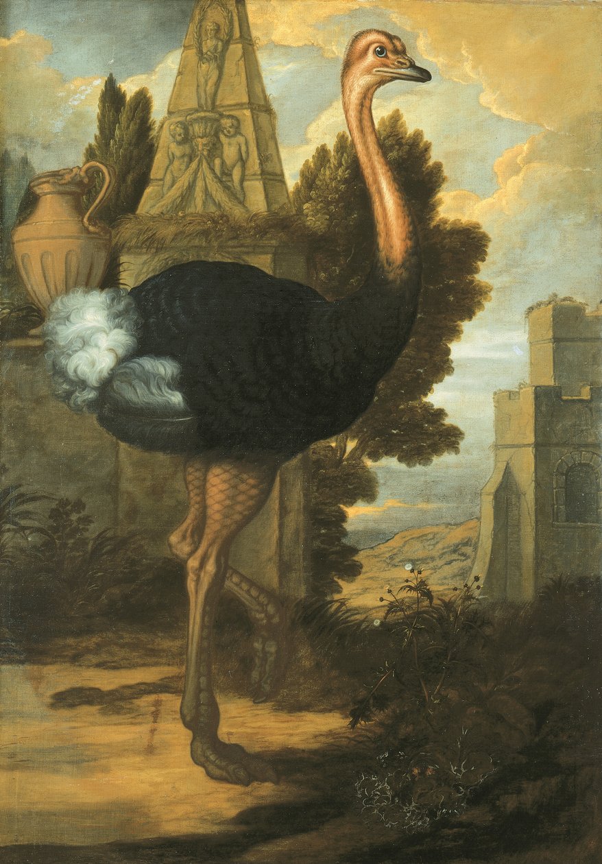Une autruche - Francis Barlow