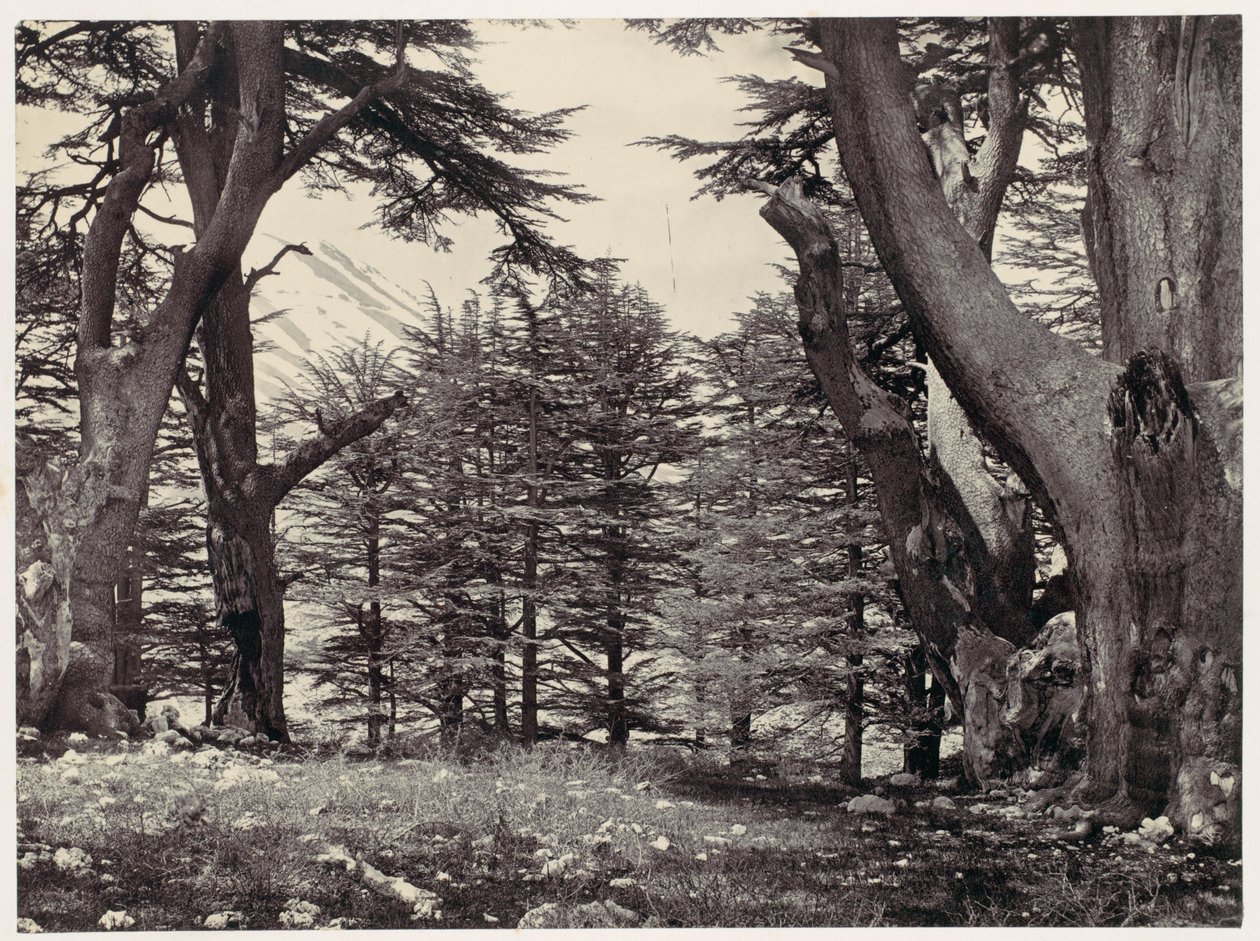 Cèdres du Liban - Francis Frith