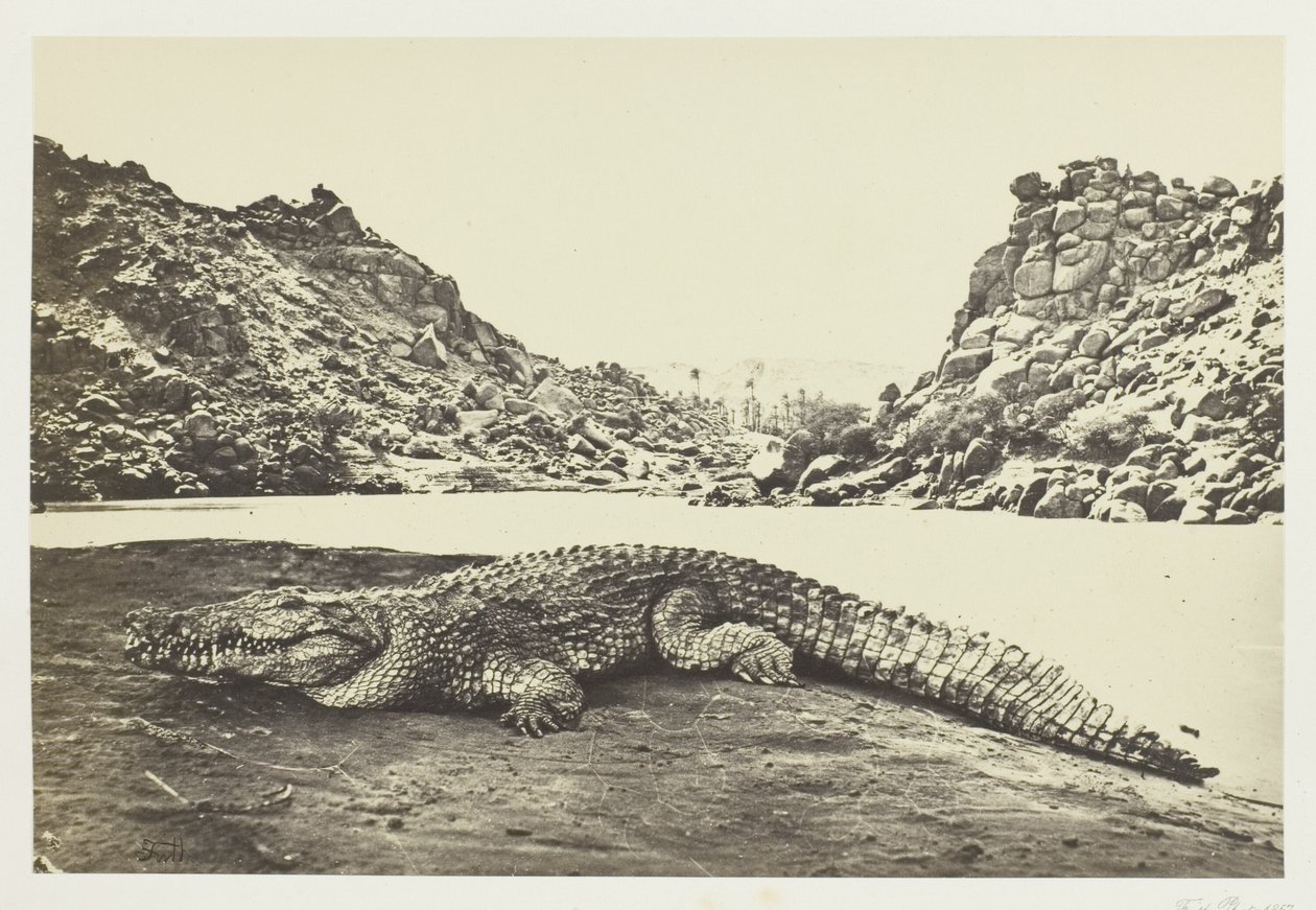Crocodile sur un banc de sable - Francis Frith