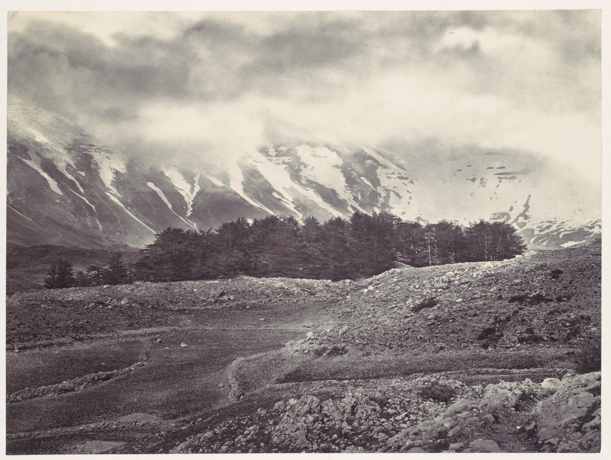 Vue lointaine des cèdres du Liban - Francis Frith
