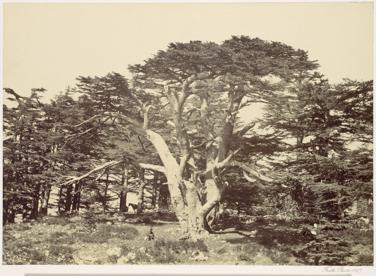 Le plus grand des cèdres, mont Liban - Francis Frith