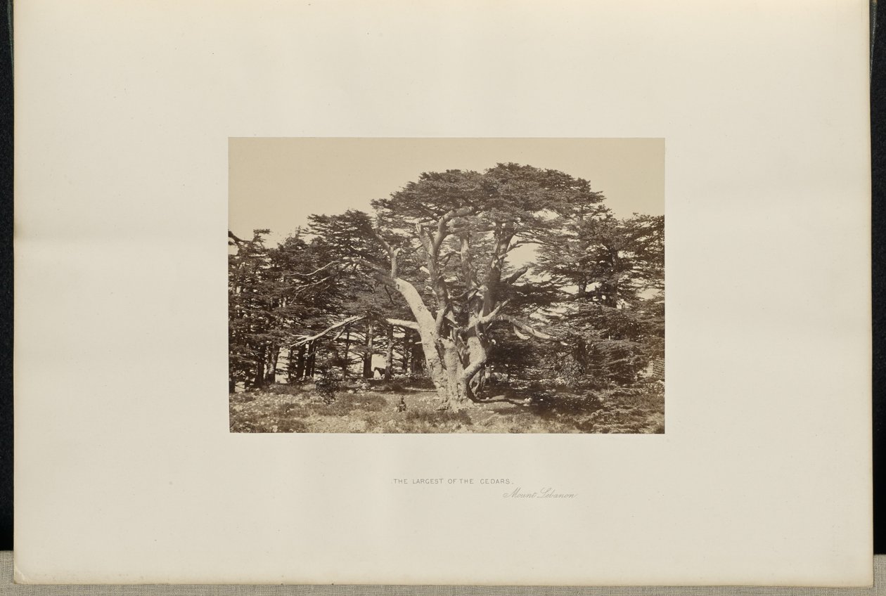 Le plus grand des cèdres, le Mont-Liban - Francis Frith