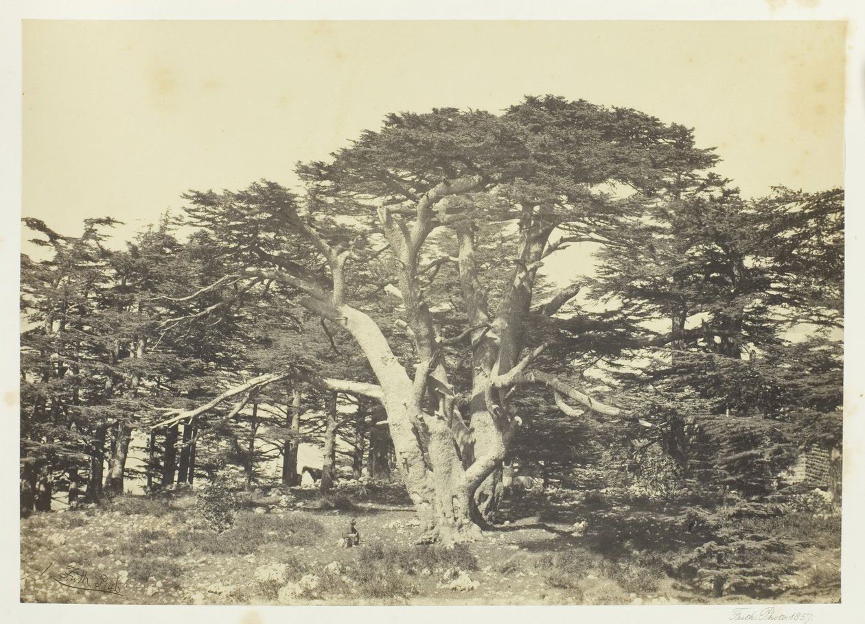 Le Plus Grand des Cèdres, Mont Liban, 1857 - Francis Frith