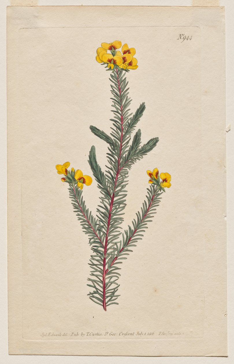 Le Magazine Botanique ou Jardin de Fleurs Déployé : Planche 944, Dillwynia Glaberrima. Dillwynnia à Feuilles Lisses. [Dillwynia ericifolia gaberrima] - Francis Sansom