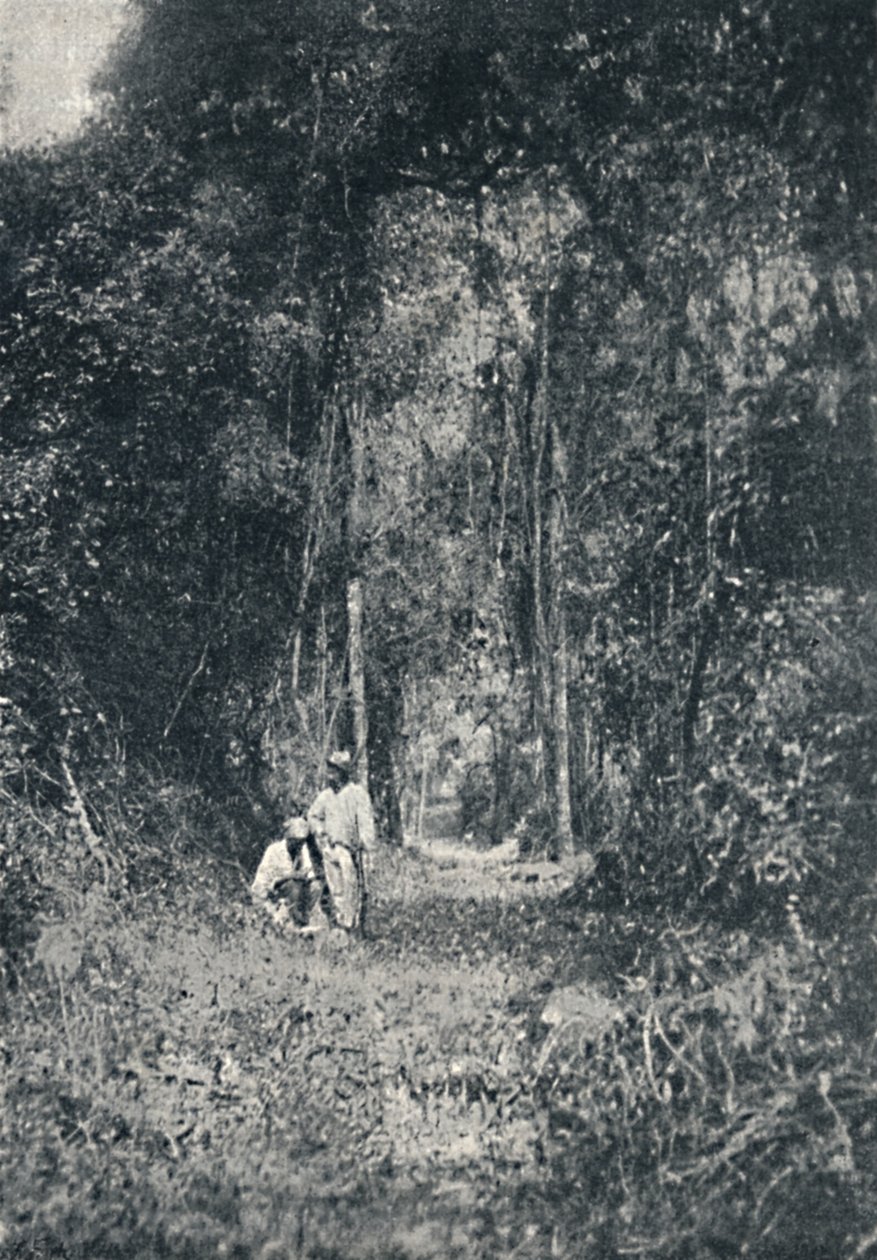 Estrada de Rodagem do Alto Paraná, 1895 - Francisco Henszler