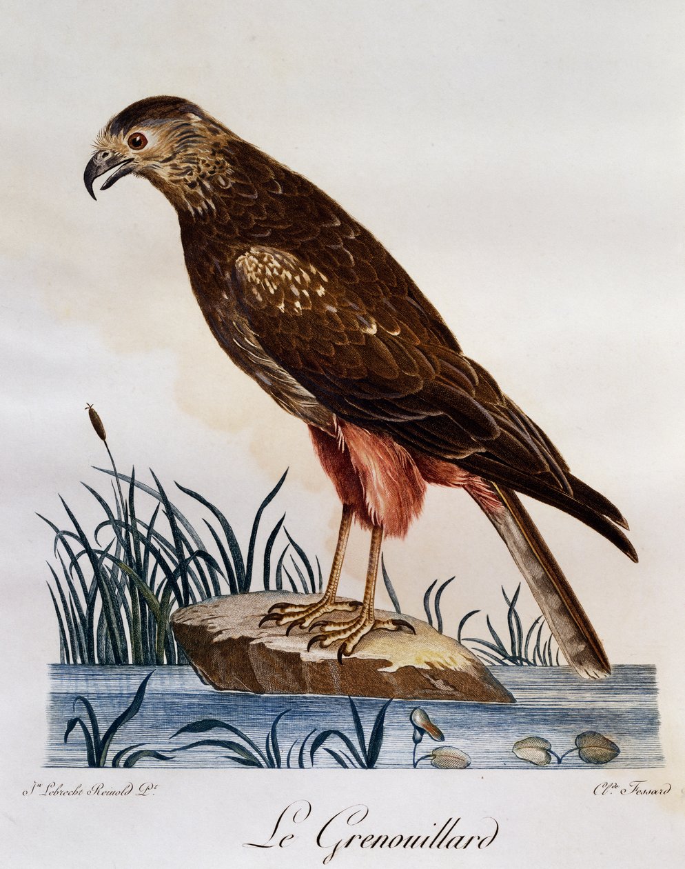 Busard grenouillard (Circus ranivorus), gravure de Histoire Naturelle des Oiseaux d