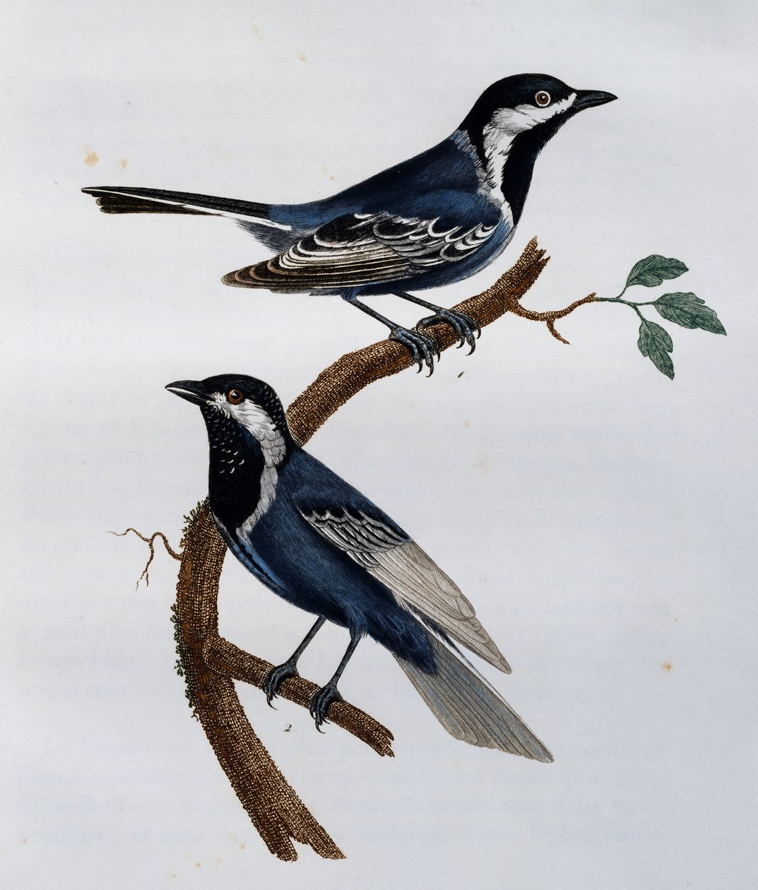 Mésange cendrée (Parus cinerascens), gravure de Histoire Naturelle des Oiseaux d