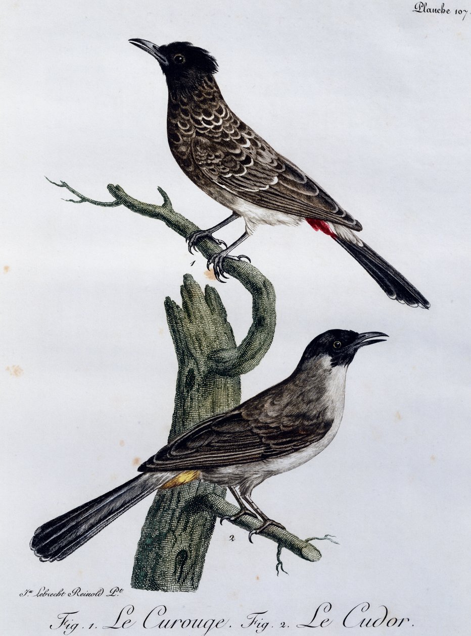 Bulbul du Cap (Pycnonotus capensis) et, en dessous, Bulbul des jardins (Pycnonotus barbatus), gravure de Histoire Naturelle des Oiseaux d