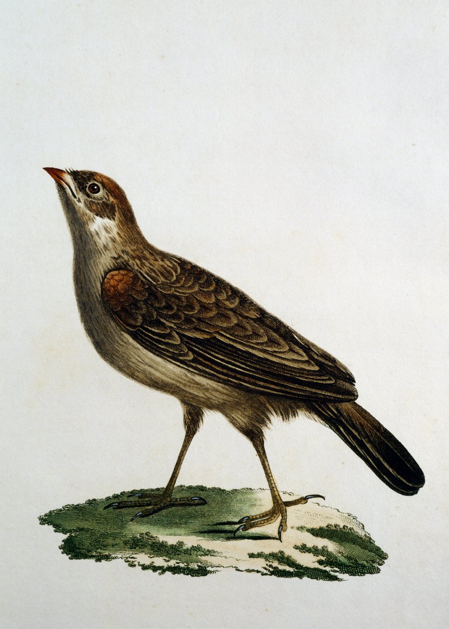 Rollier coucou femelle, gravure de Histoire Naturelle des Oiseaux d