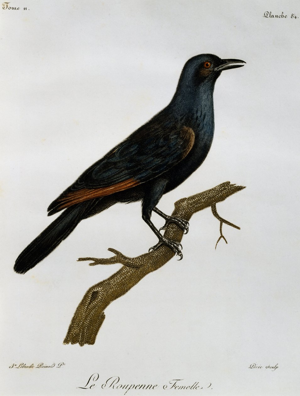Femelle Étourneau à ailes rouges (Onychognathus morio), gravure de Histoire Naturelle des Oiseaux d