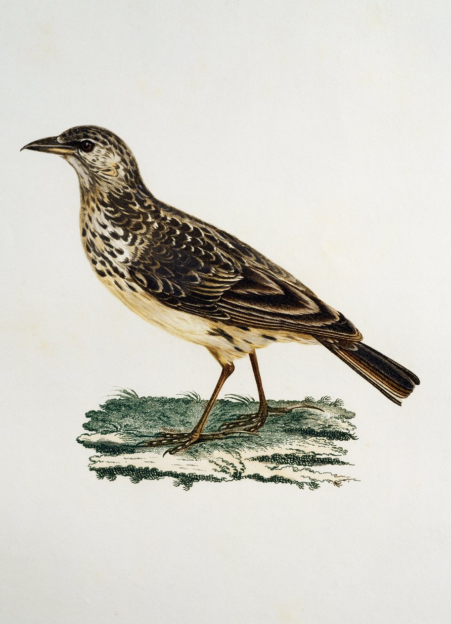 Alouette à bec large, gravure de Histoire Naturelle des Oiseaux d