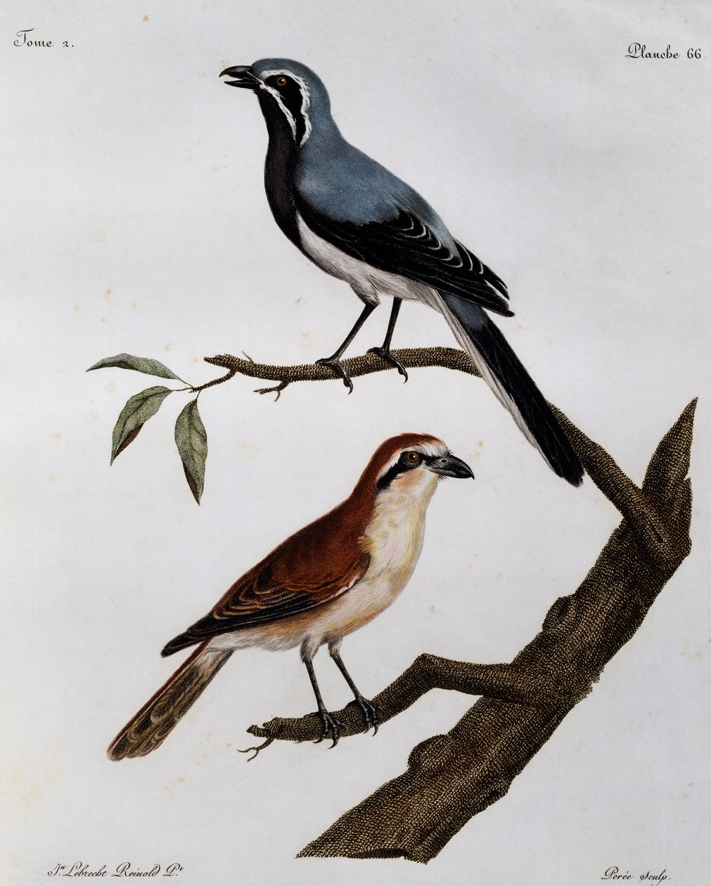 Le Pendeur et le Rousseau, gravure de Histoire Naturelle des Oiseaux d
