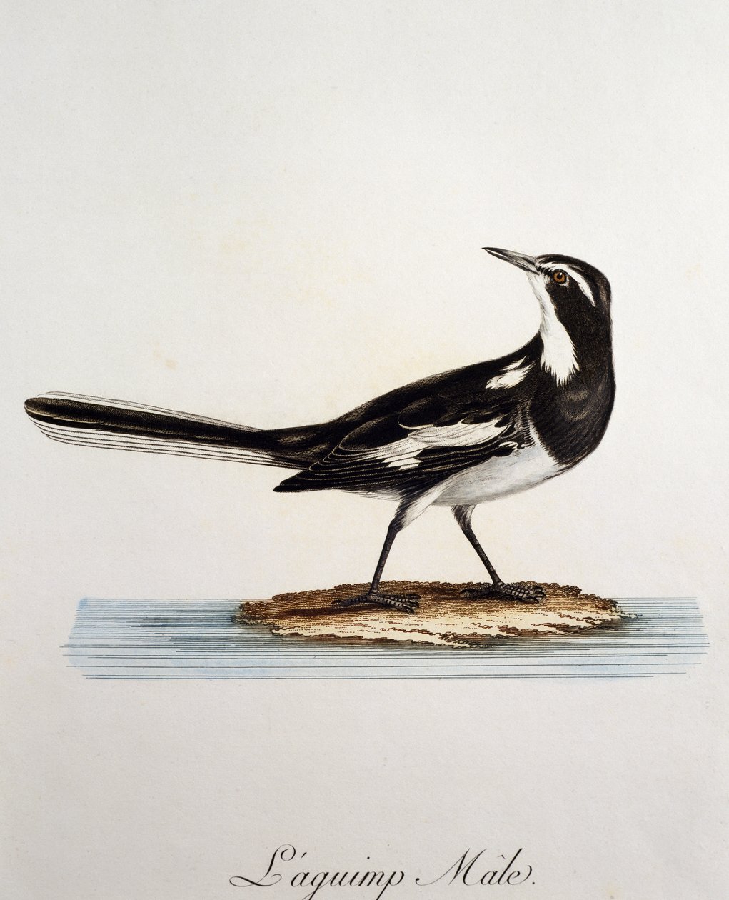 Bergeronnette pie mâle, gravure de Histoire Naturelle des Oiseaux d