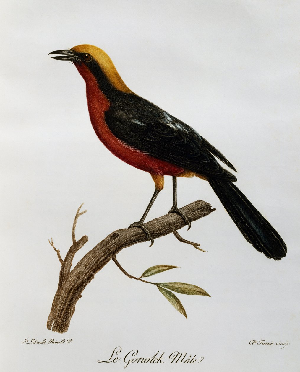 Gonolek commun mâle (Laniarius barbarus), gravure de Histoire Naturelle des Oiseaux d