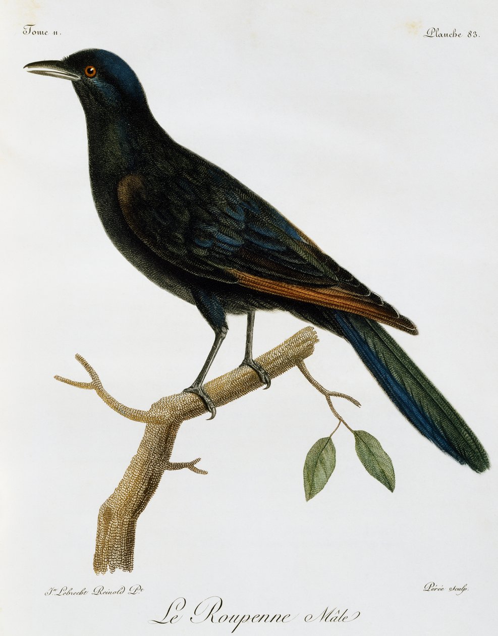 Étourneau à ailes rouges mâle, gravure de Histoire Naturelle des Oiseaux d