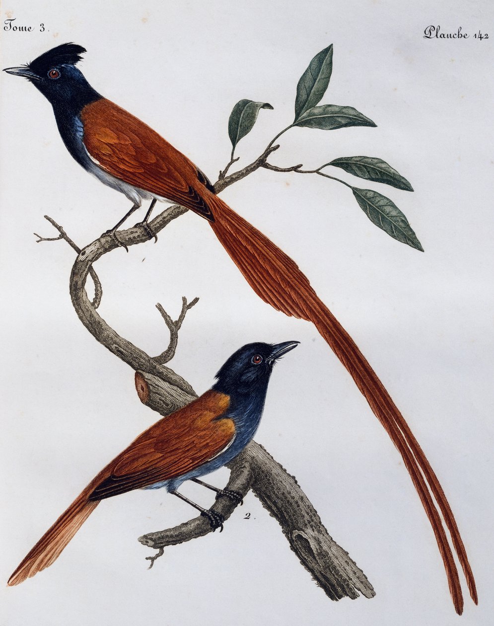 Gobemouche gris mâle et femelle, gravure de Histoire Naturelle des Oiseaux d