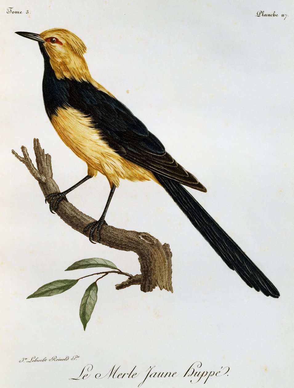 Merle jaune huppé, gravure de Histoire Naturelle des Oiseaux d