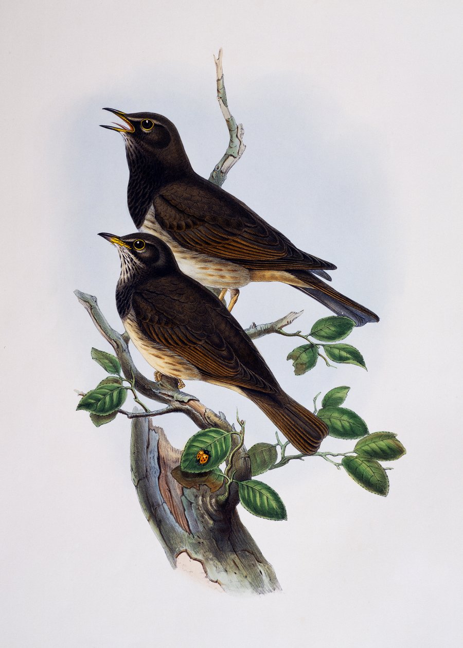 Choucador à épaulettes rouges (Lamprotornis nitens), gravure de Histoire Naturelle des Oiseaux d