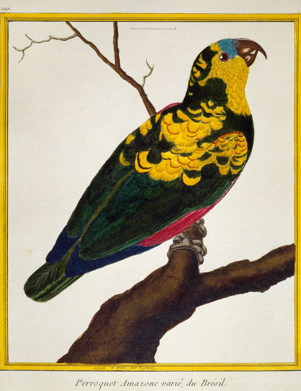 Amazone à front bleu (Amazona aestiva), de Histoire naturelle des oiseaux - Francois Nicolas Martinet