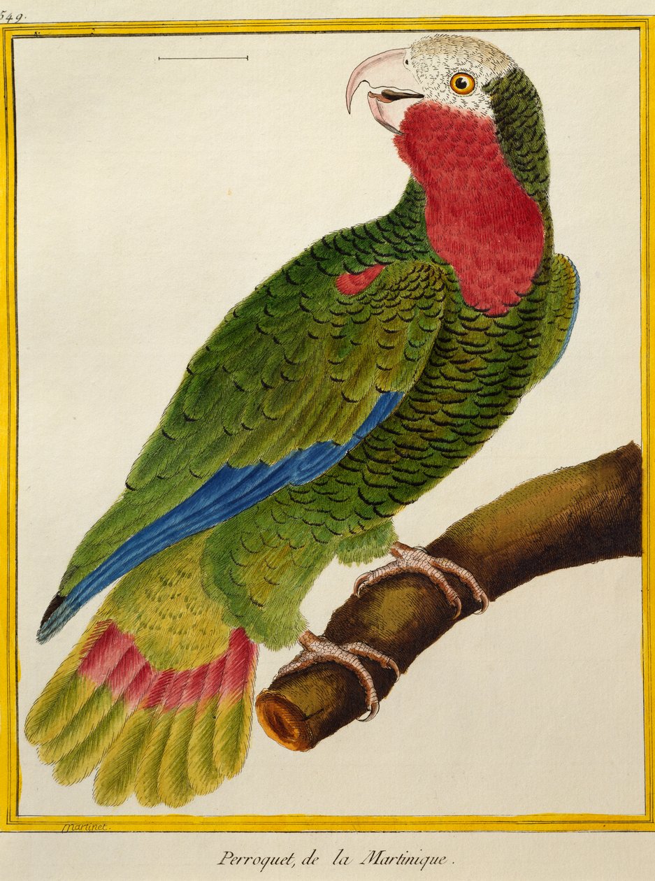 Perroquet cubain (Amazona leucocephala), de Histoire naturelle des oiseaux - Francois Nicolas Martinet