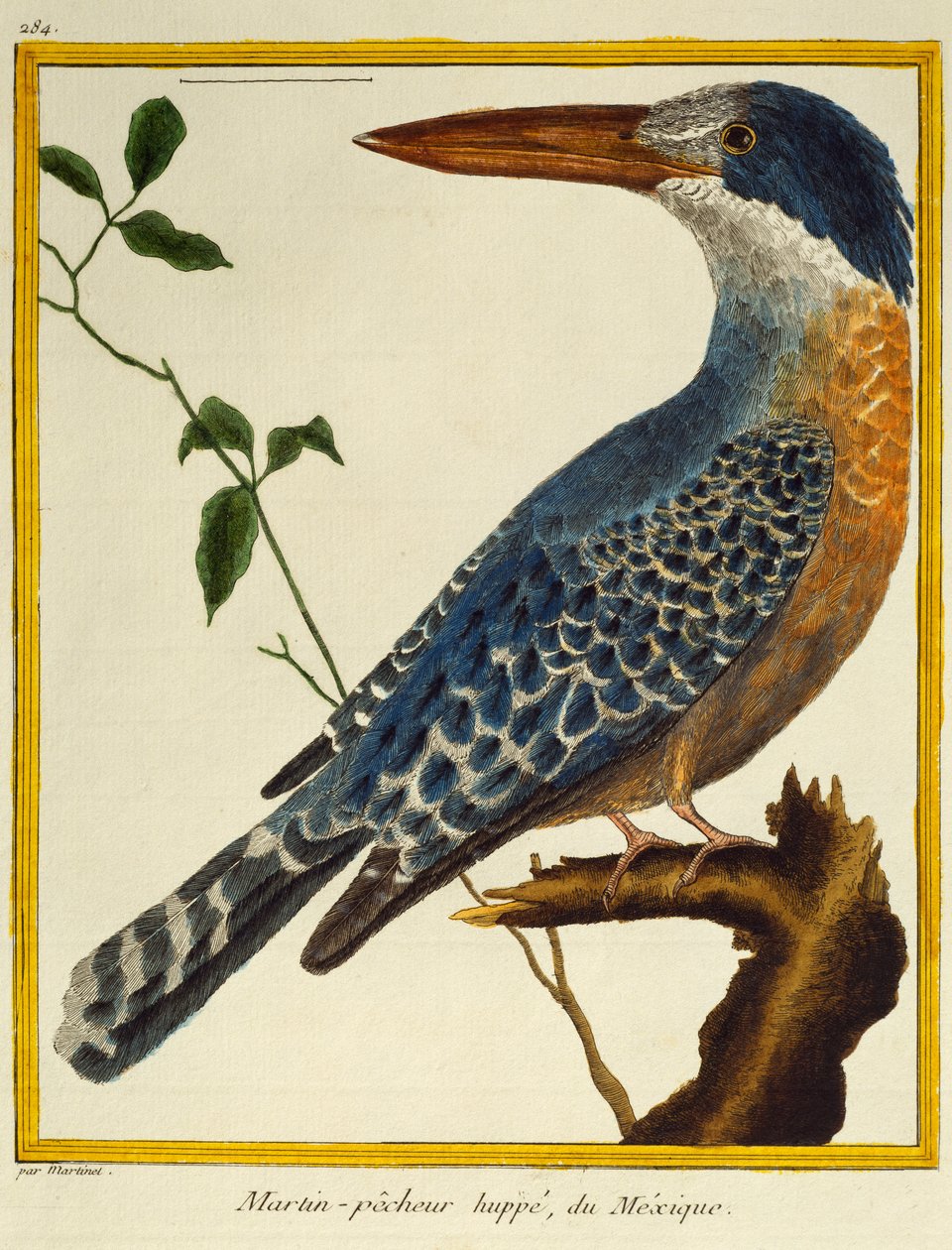 Martin-pêcheur géant, de Histoire naturelle des oiseaux - Francois Nicolas Martinet