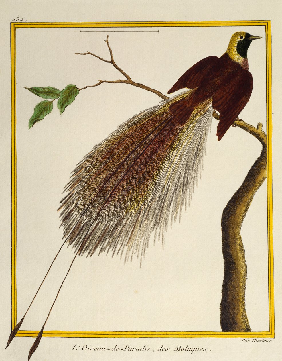 Grand oiseau de paradis (Paradisaea apoda), de Histoire naturelle des oiseaux - Francois Nicolas Martinet