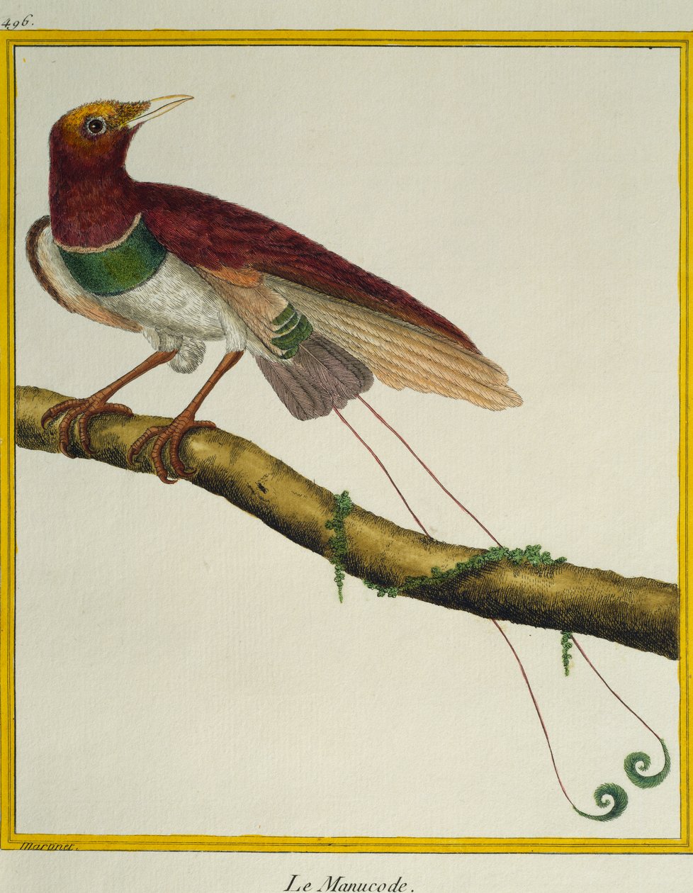 Roi des oiseaux de paradis (Cicinnurus regius), de Histoire naturelle des oiseaux - Francois Nicolas Martinet