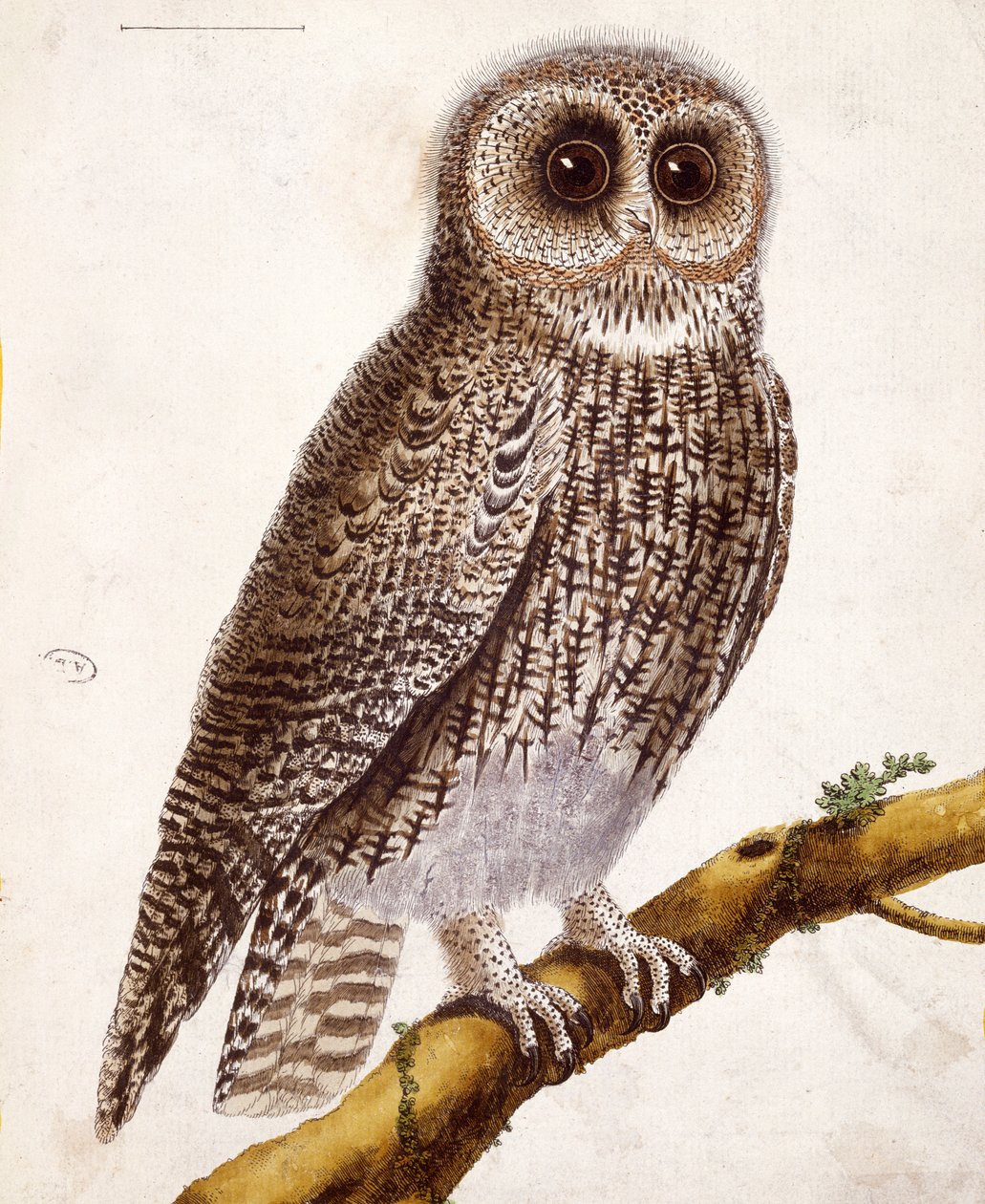 Hibou, de 