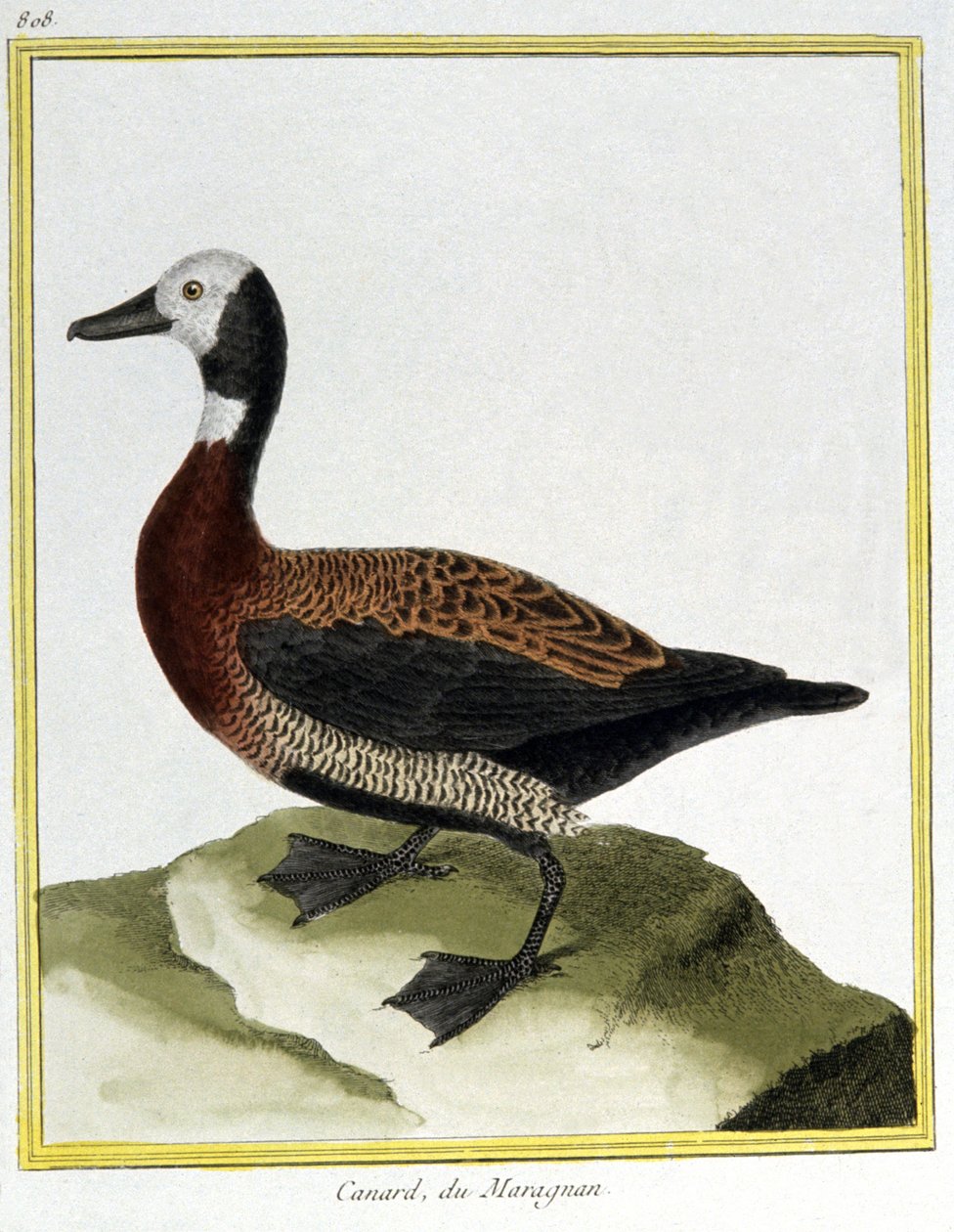 Science. Zoologie. Canard siffleur eurasien. Gravure de François Nicolas Martinet dans : Histoire naturelle des oiseaux, par Georges Louis Leclerc de Buffon, France, vers 1777 (gravure en couleur) - Francois Nicolas Martinet