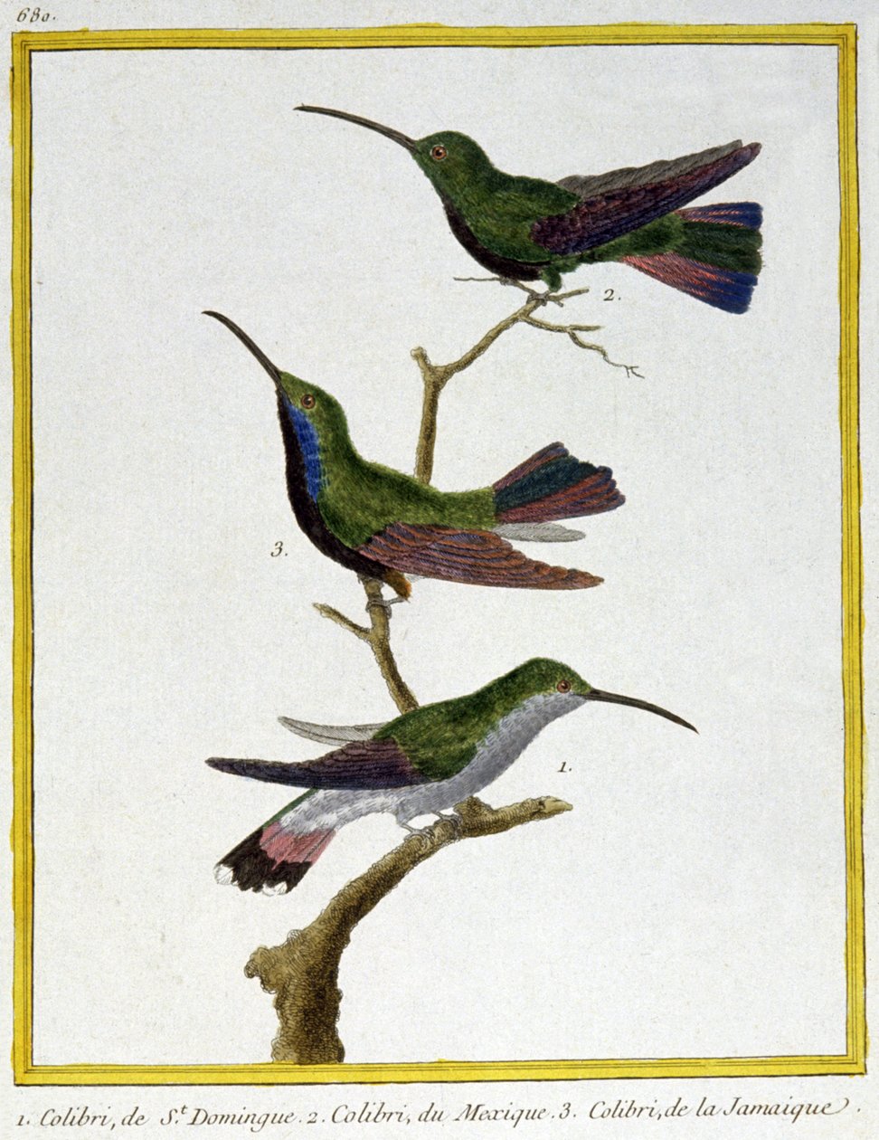 Science. Zoologie. Colibri de Saint-Domingue, Mexique et Jamaïque. Gravure par François Nicolas Martinet dans : Histoire naturelle des oiseaux, par Georges Louis Leclerc de Buffon, France, c.1777 - Francois Nicolas Martinet