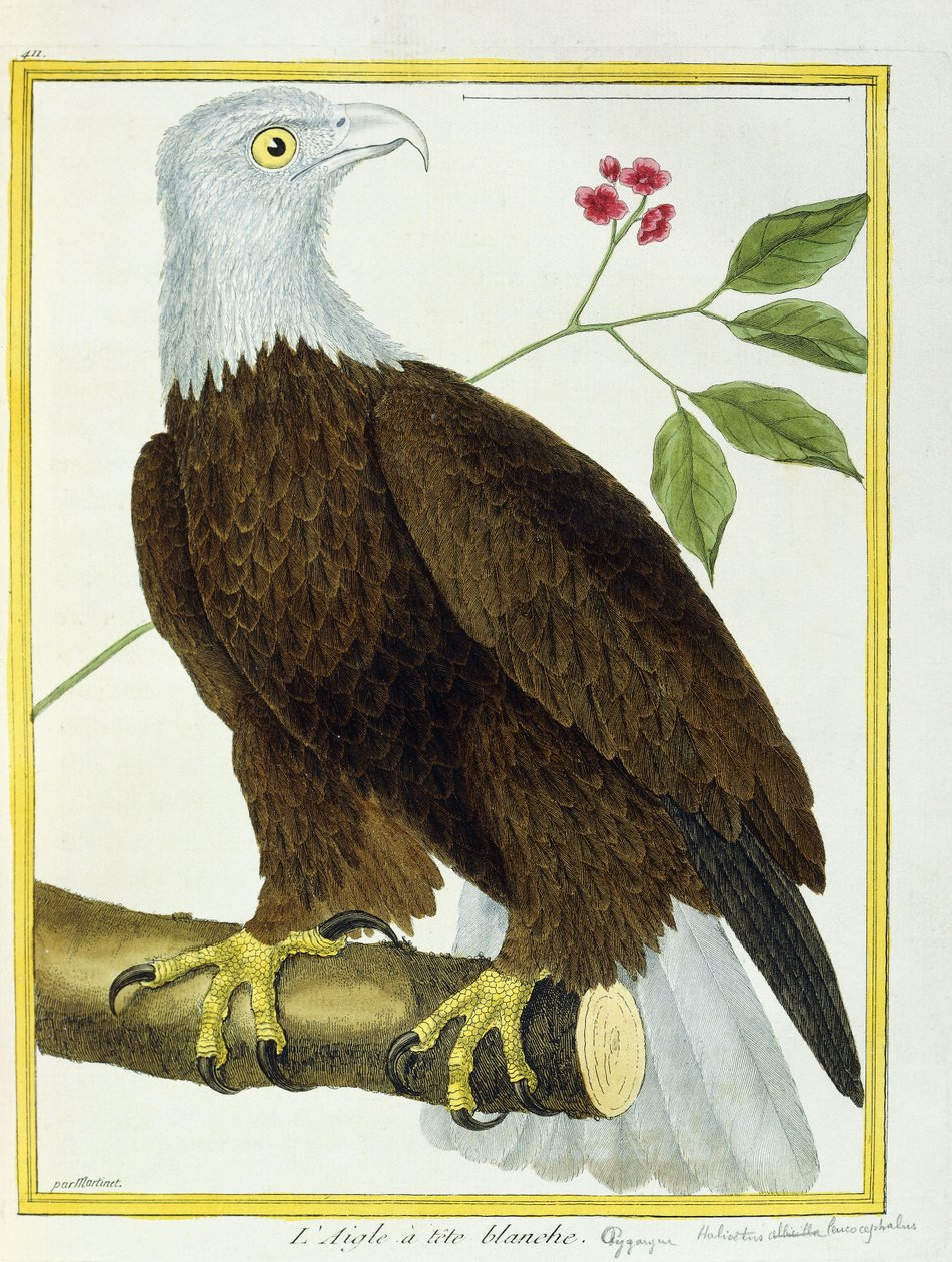 Pygargue à tête blanche - Francois Nicolas Martinet