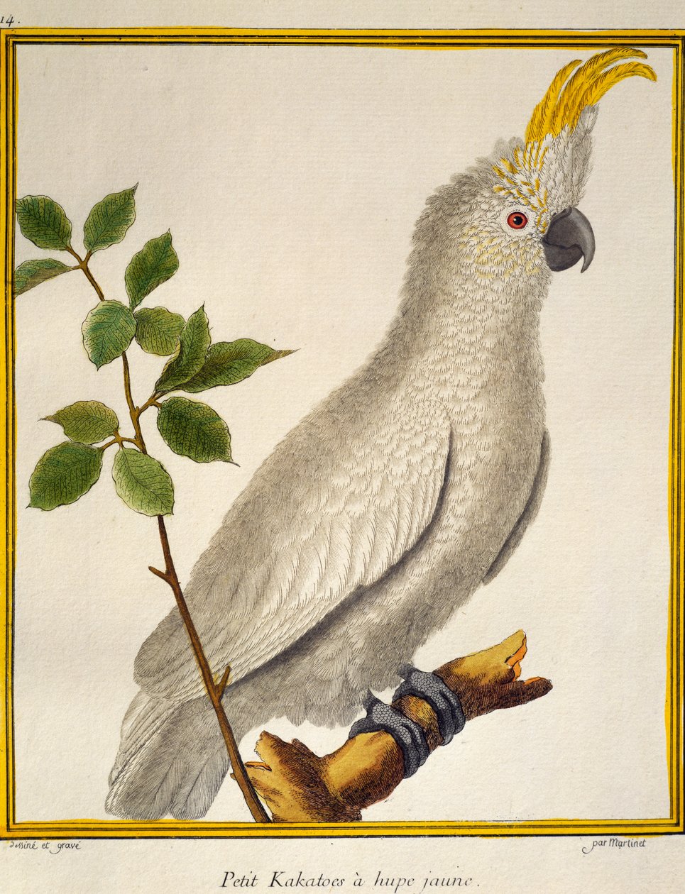 Cacatoès à huppe jaune (Cacatua sulphurea), de Histoire naturelle des oiseaux - Francois Nicolas Martinet
