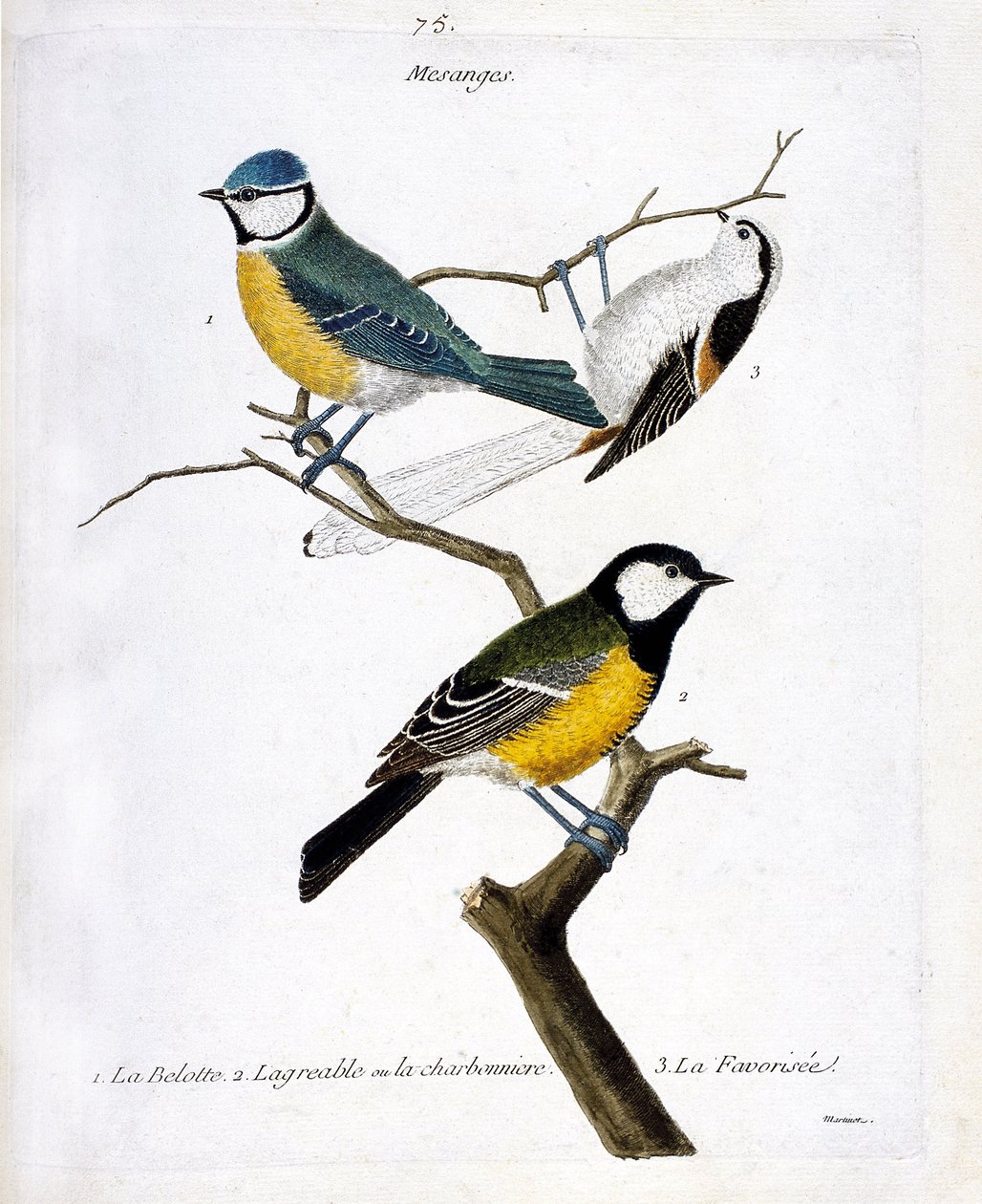 Planche zoologique (ornithologie) : Mésanges. 1 : la belotte (mésange bleue ou parus caeruleus), 2. la charbonnière (mésange charbonnière ou parus major). 3. La longue queue (mésange à longue queue ou aegithalos caudatus) sur une branche. Illustration dans - Francois Nicolas Martinet