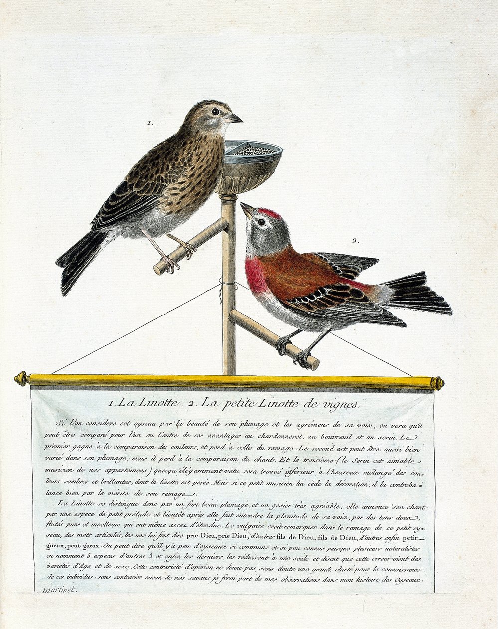Planche zoologique (ornithologie) : de haut en bas : la linotte mélodieuse et la petite linotte des vignes (carduelis cannabina) sur un perchoir. Illustration dans « L