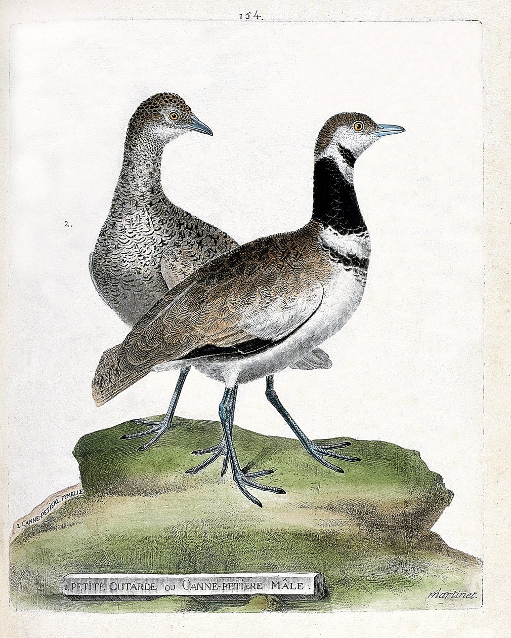 Planche zoologique (ornithologie) : devant : petite outarde ou petit mâle canepetière et derrière : femelle petite canepetière (outarde canepetière ou tetrax tetrax). Illustration dans « L
