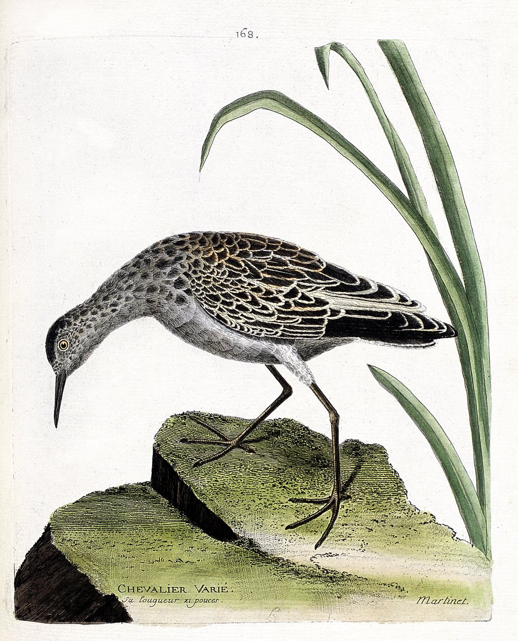 Tableau zoologique (ornithologie) : chevalier combattant (philomachus pugnax). Illustration dans « L