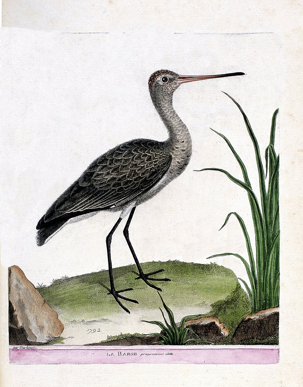 Carte zoologique (ornithologie) : barge à queue noire (limosa limosa). Illustration dans « L
