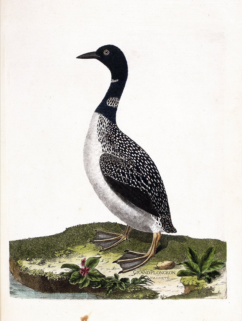 Carte zoologique (ornithologie) : plongeon imbrin (gavia immer). Illustration dans « L